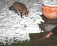Ein Fuchs wird im Garten gefüttert. Fuchs nähert sich ausgestreckter Hand, die auf Futter zeigt.