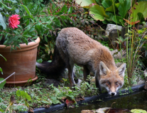 ein Fuchs steht an einem Gartenteich.