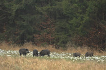 Wildschweine am Waldrand