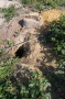 Ein Loch in der Erde, umgeben von grünen Brombeergebüsch. Der Eingang in einen Fuchsbau.