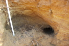 Eine Höhle eines Dachses wurde freigelegt, die mit Ästen und Blättern ausgepolstert ist.