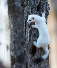 Hermelin klettert auf Baum
