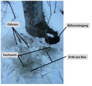 ein Eingang zu einem Fuchsbau am Fuß eines Baumes. Im Schnee sind Fährten, der Eingang, Fuchsurin und Erde aus dem Bau markiert.