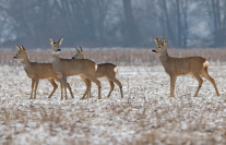 vier Rehe auf einem verschneiten Feld im Winter.