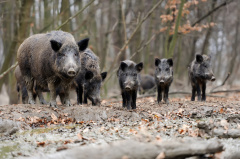 Wildschweinrotte im Herbstwald, Bache mit Frischlingen.