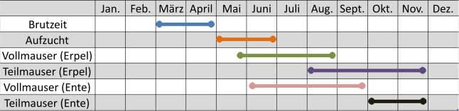 Liniendiagramm der Aktivitäten der Stockenten im Jahresverlauf